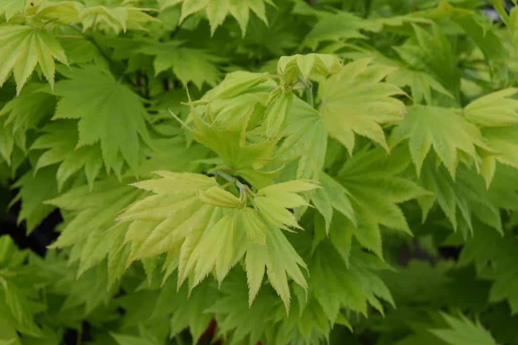 Acer shirasawanum 'Aureum' 125-150 cm